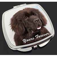 Newfoundland Dog 