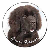 Newfoundland Dog 