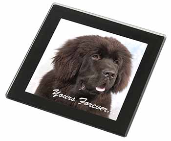 Newfoundland Dog 