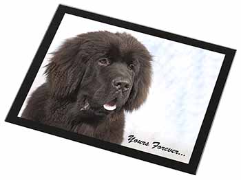 Newfoundland Dog 