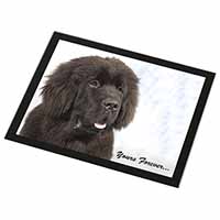 Newfoundland Dog 