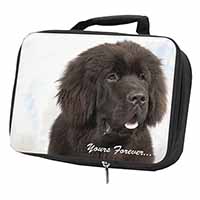 Newfoundland Dog 