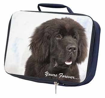 Newfoundland Dog 