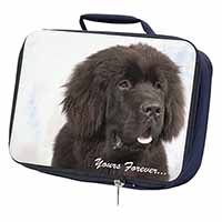 Newfoundland Dog 