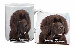 Newfoundland Dog 