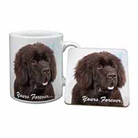 Newfoundland Dog 