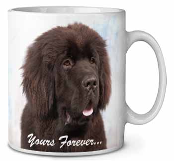 Newfoundland Dog 