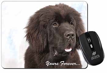 Newfoundland Dog 