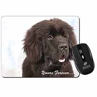 Newfoundland Dog 