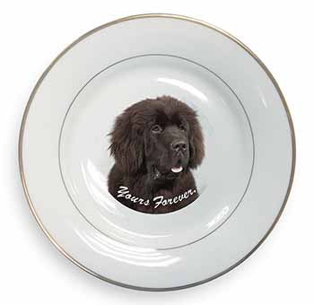 Newfoundland Dog 