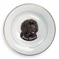 Newfoundland Dog 