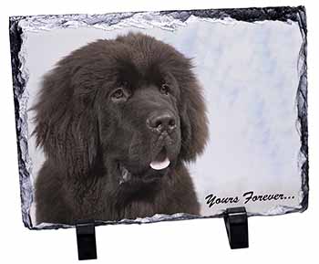 Newfoundland Dog 