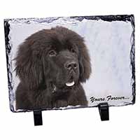 Newfoundland Dog 