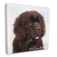 Newfoundland Dog 