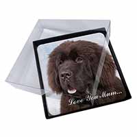 4x Newfoundland Dog 