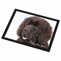 Newfoundland Dog 