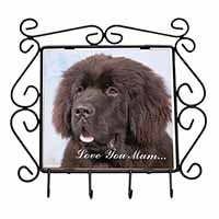 Newfoundland Dog 