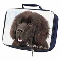 Newfoundland Dog 