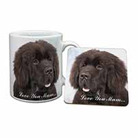 Newfoundland Dog 