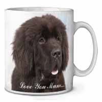 Newfoundland Dog 