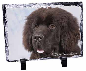 Newfoundland Dog 