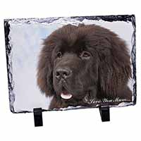 Newfoundland Dog 