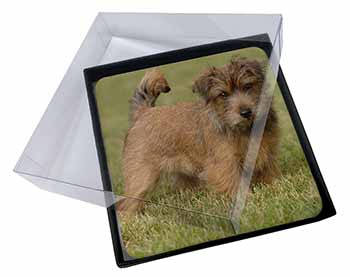 4x Norfolk Terrier Dog Picture Table Coasters Set in Gift Box