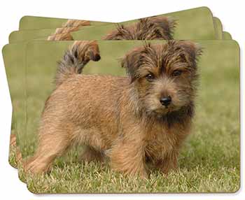 Norfolk Terrier Dog Picture Placemats in Gift Box