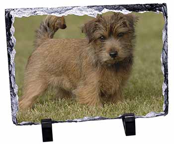 Norfolk Terrier Dog, Stunning Photo Slate