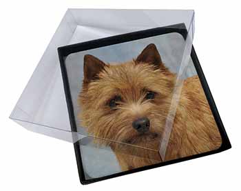 4x Norfolk-Norwich Terrier Dog Picture Table Coasters Set in Gift Box