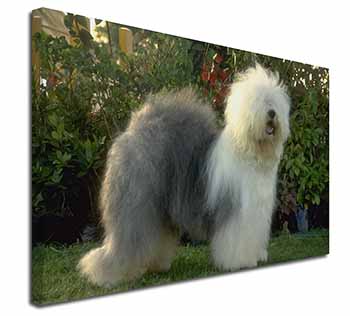 Old English Sheepdog Canvas X-Large 30"x20" Wall Art Print