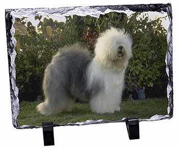 Old English Sheepdog, Stunning Photo Slate