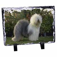 Old English Sheepdog, Stunning Photo Slate