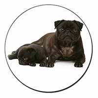 Pug Dog and Puppy Fridge Magnet Printed Full Colour