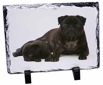 Pug Dog and Puppy, Stunning Photo Slate