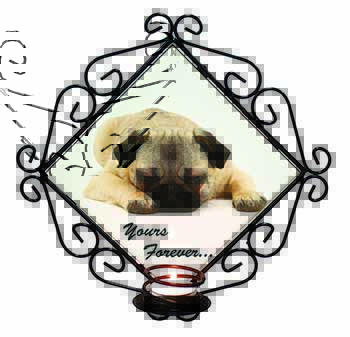 Pug Dog 