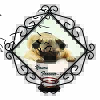 Pug Dog 