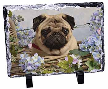 Fawn Pug Dog in a Basket, Stunning Photo Slate