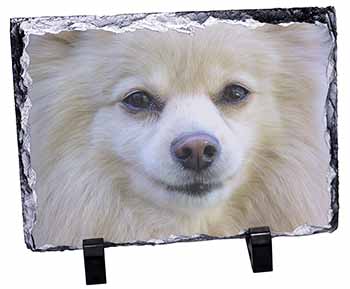 Japanese Spitz Dog, Stunning Photo Slate
