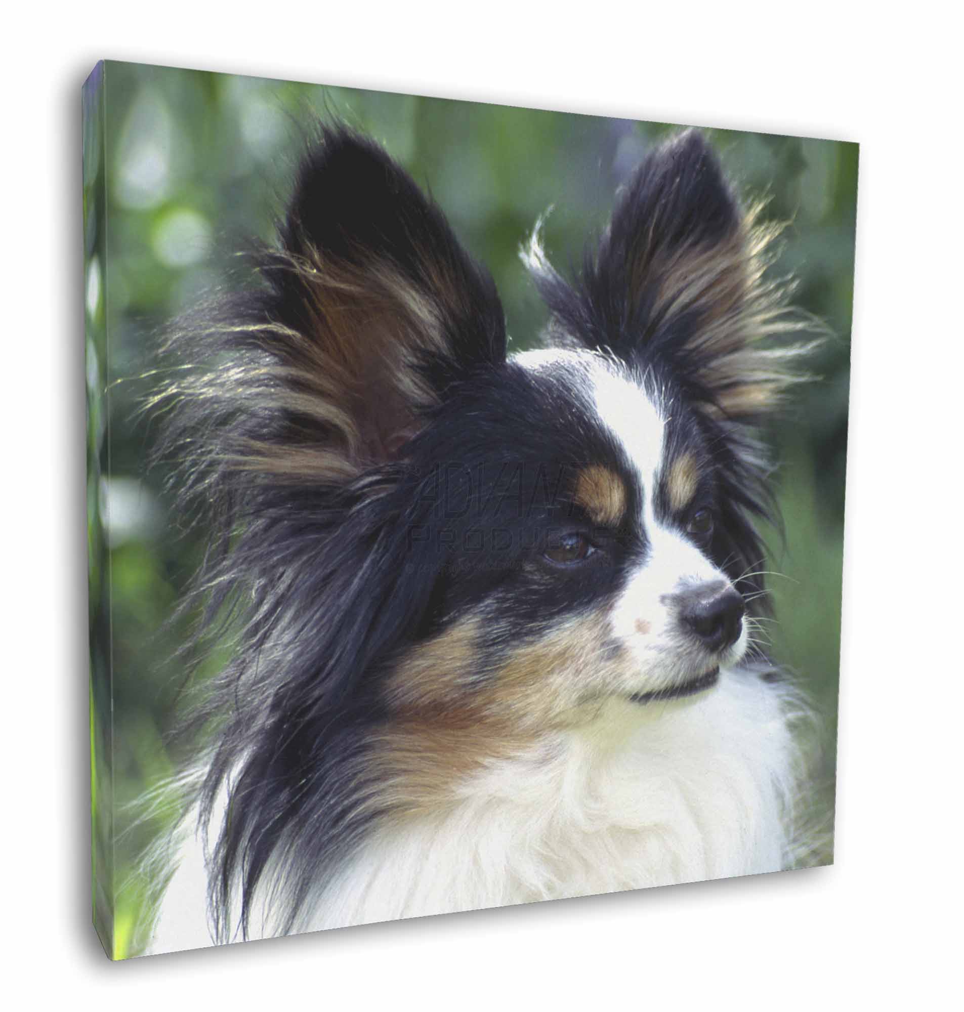 Papillon Dog 12 X12 Wall Art Canvas Decor Picture Print Ad Pa62 C12 Ebay