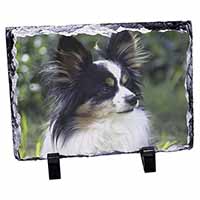 Papillon Dog, Stunning Photo Slate