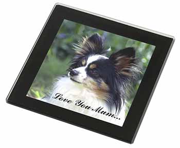 Papillon Dog 