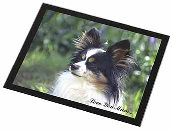 Papillon Dog 