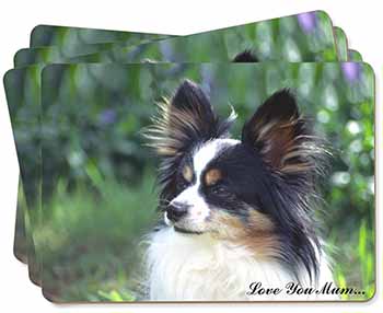 Papillon Dog 