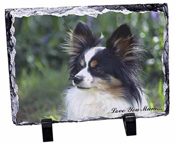 Papillon Dog 