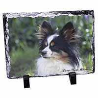 Papillon Dog 