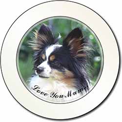 Papillon Dog 