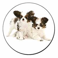 Papillon Dogs Fridge Magnet Printed Full Colour