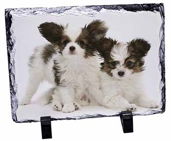 Papillon Dogs, Stunning Photo Slate