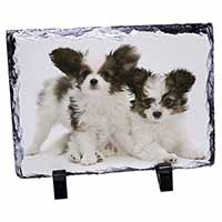 Papillon Dogs, Stunning Photo Slate